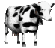 :moo: :moo: